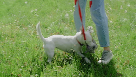 dog playing in the park