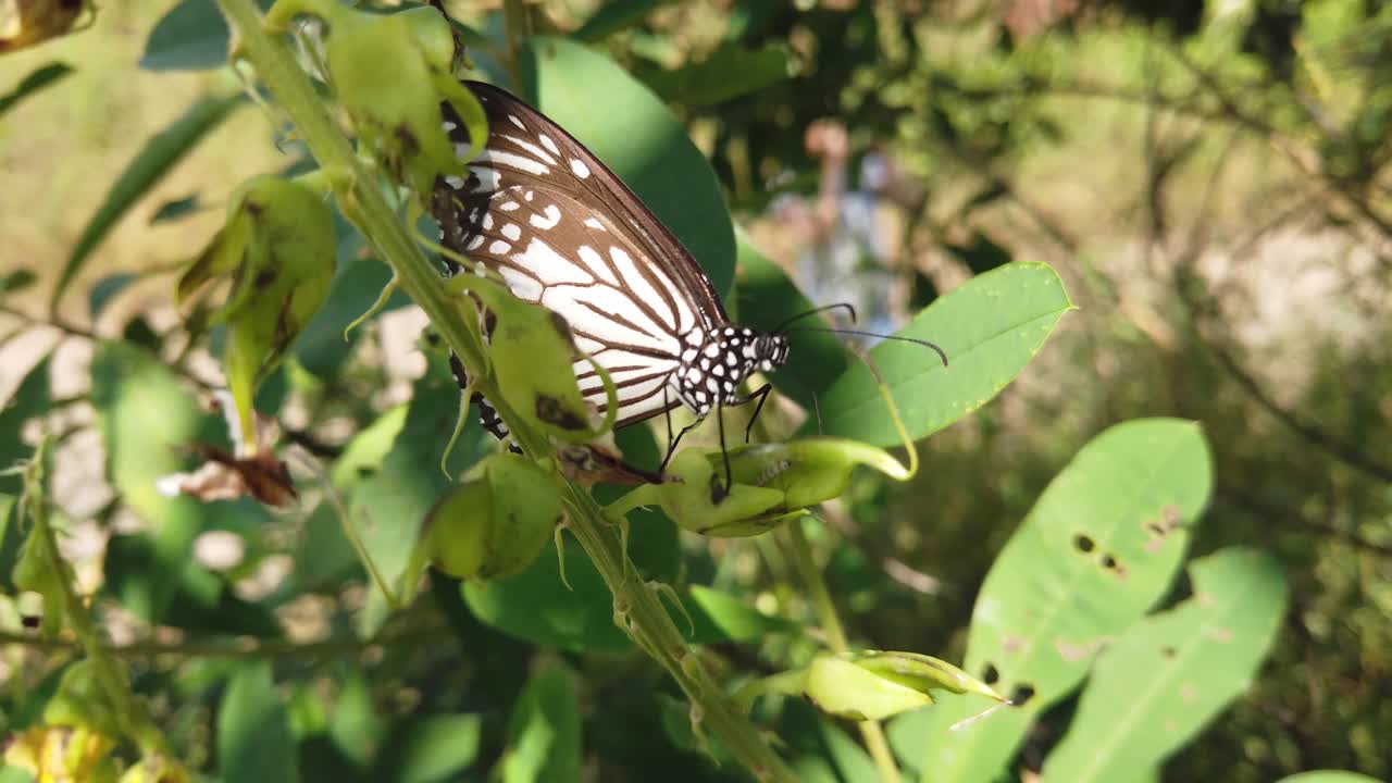 mariposa monarca en su hábitat natural durante la primavera en la india - blanco, naranja, marrón - estampado negro - dos mariposas a cámara lenta
