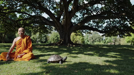 monk meditating in a park under a large tree with a turtle