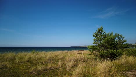 Empty-bench-on-tall-grass-and-conifer-tree-by-coast-of-Gotland,-Sweden,-on-sunny-summer-day