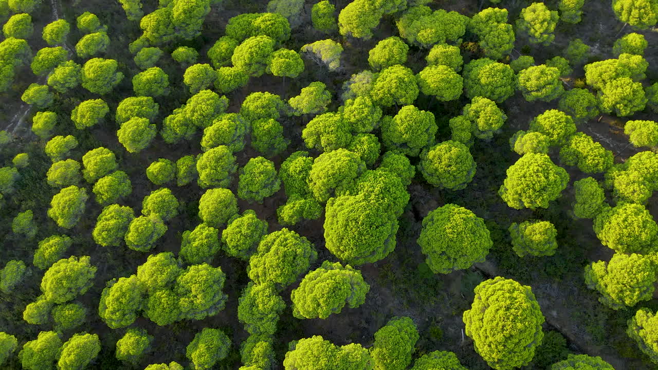 Vista aérea cenital de un bosque verde de coníferas en España.