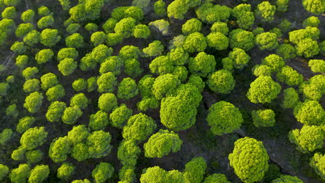 aerial top view of green coniferous forest in spain