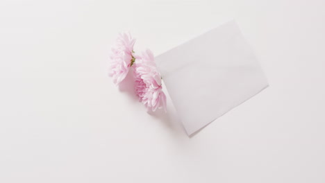 video of white envelope leaning against two pink chrysanthemums, on white background with copy space