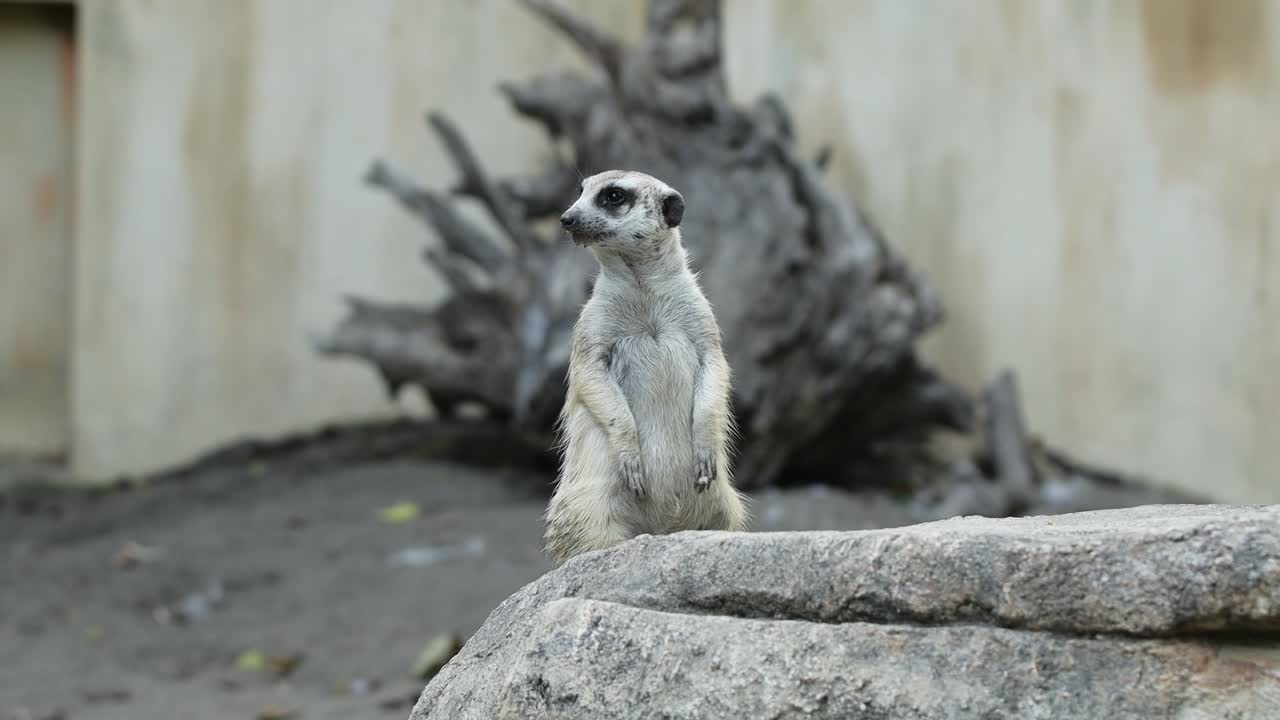 Meerkat Standing Alert on Stone in Natural Habitat with Rocky Background