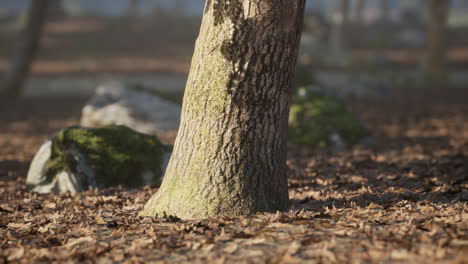 a close up view of a tree trunk surrounded by fallen leaves in a serene park