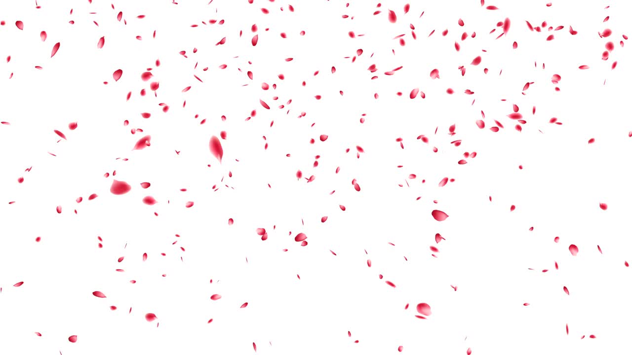 Cherry blossom petals flying.