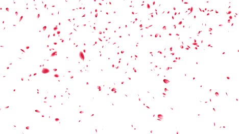 cherry blossom petals flying.