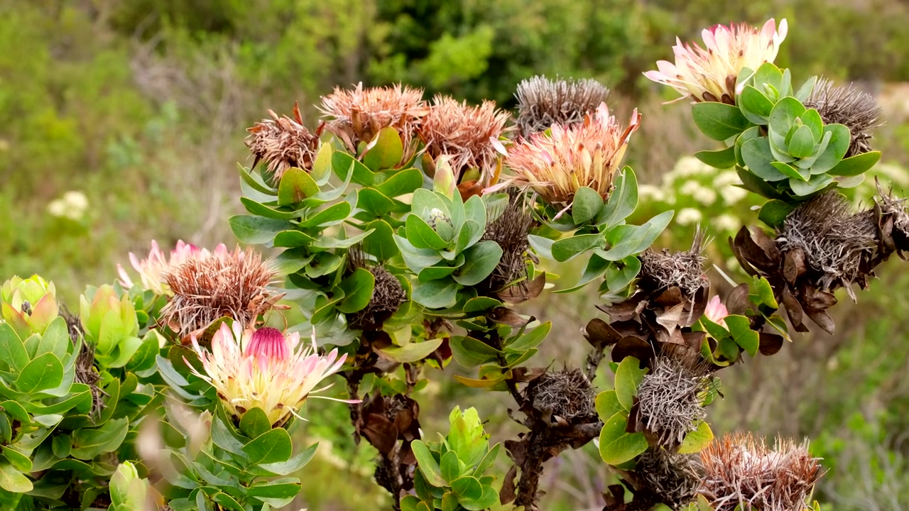 Protea Sugarbush nel bioma fynbos nella Regione Floristica del Capo, teleobiettivo