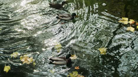 swimming ducks on the canal in dusseldorf city