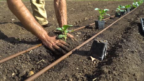 a farmer digs into soil to plant a vegetable plant