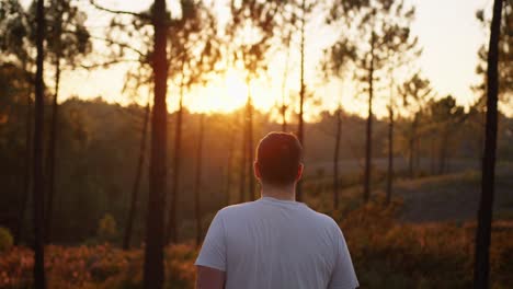 un hombre camina hacia la puesta de sol a través de un bosque de eucaliptos en portugal, capturado en 50 fps con una cámara blackmagic, mostrando la belleza natural y el calor de la hora dorada.