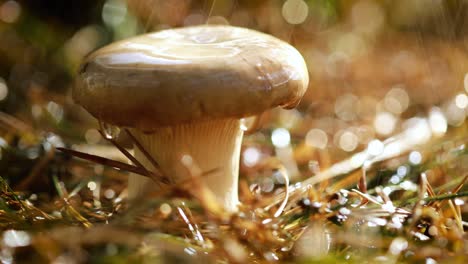 mushroom boletus in a sunny forest in the rain.