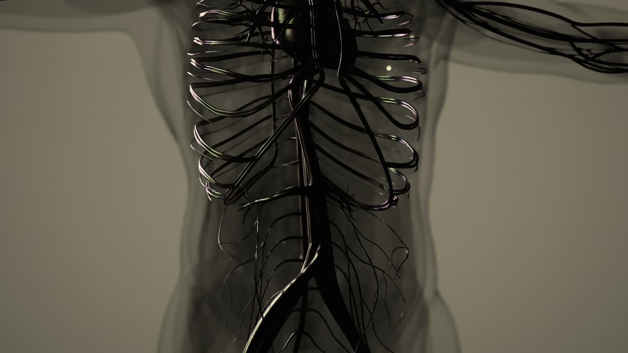 심장과 혈관과 동맥의 의학적으로 정확한 애니메이션