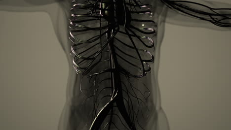 medically accurate animation of heart with vains and arteries