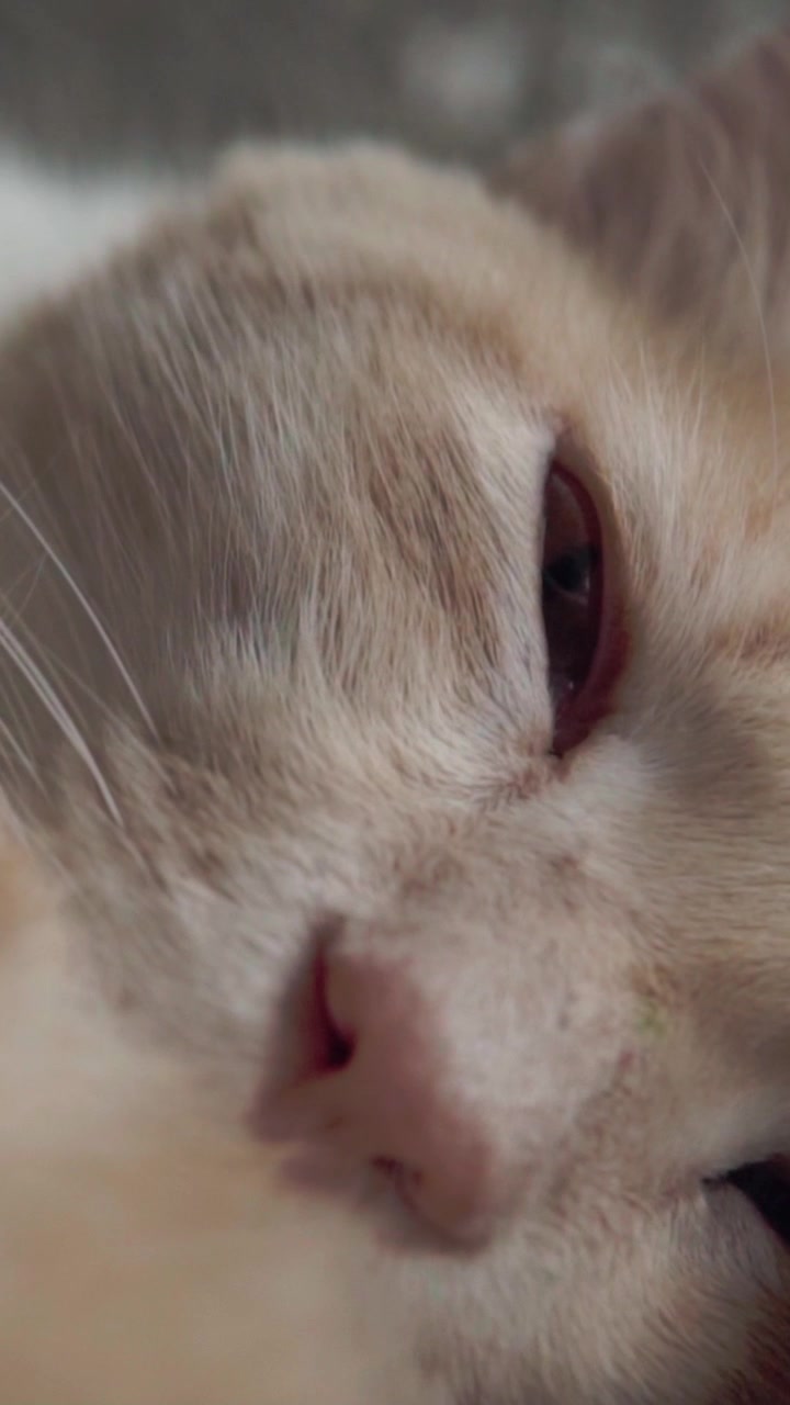 Primo piano estremo del muso di un gatto rosso con un occhio parzialmente aperto, naso rosa e una morbida texture del pelo. Animale domestico pacifico che riposa comodamente in un ambiente interno tranquillo