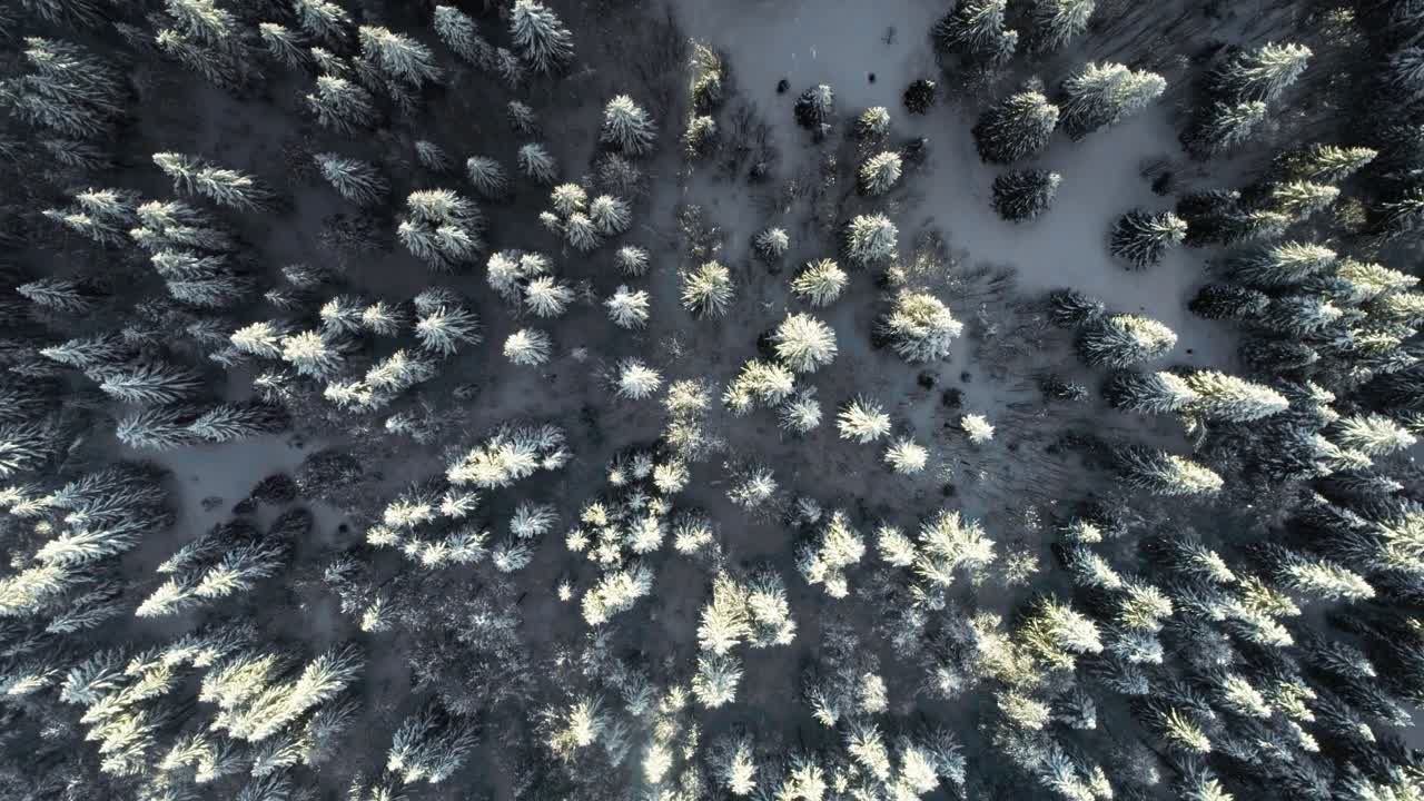 vista aérea descendente de los pinos nevados en el bosque durante el denso paisaje nevado por la mañana con la luz del sol