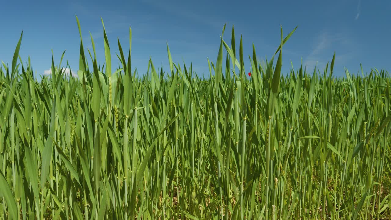 campo de trigo verde azul cielo plano todavía cámara lenta
