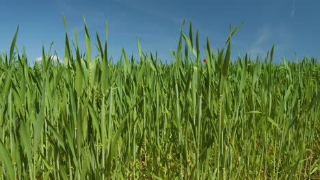 Weizenfeld-Grün-Blauer-Himmel-Flach-Noch-Zeitlupe