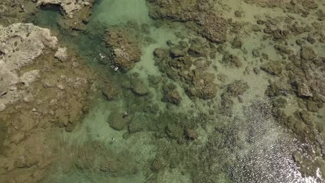 Vista-Aérea-De-Nadadores-Disfrutando-Del-Agua-Clara-En-Sharks-Cove-2