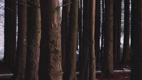 Old-Tree-Trunks-Of-Pine-Woods-During-Snowfall-In-Winter-Forest