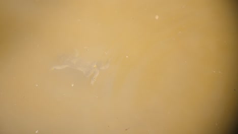 two yellow bellied toads swimming in a puddle. verdun forest, lorraine, france.