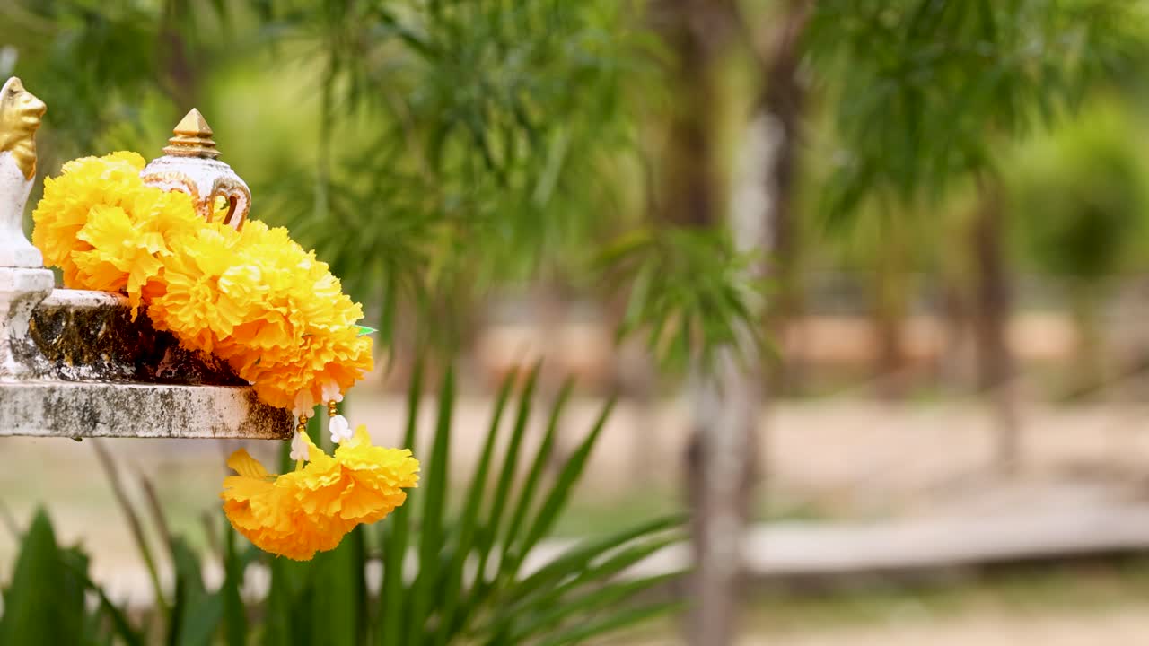 Decorazioni di calendule gialle in un giardino