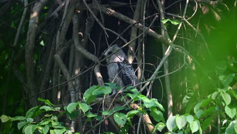 looking into the dark of the thick forest then looks down sizing up and listening into some forest sounds, spot-bellied eagle-owl, bubo nipalensis, juvenile, kaeng krachan national park, thailand