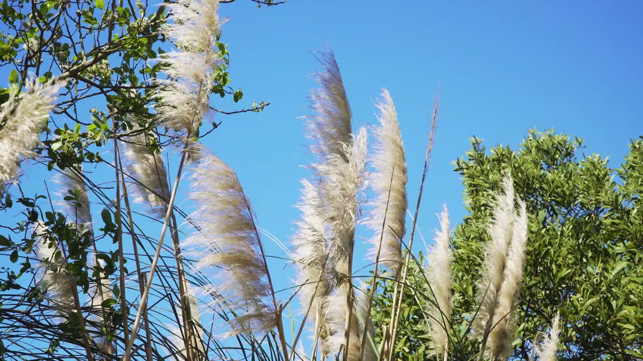 4k cortaderia selloana comúnmente conocida como hierba de pampa temblando en el viento con el cielo azul de fondo