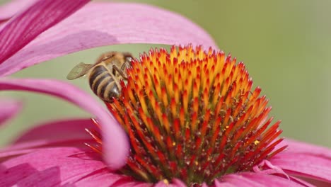 macro extremo de una abeja ocupada bebiendo néctar bajo un pétalo de flor en una coneflower naranja