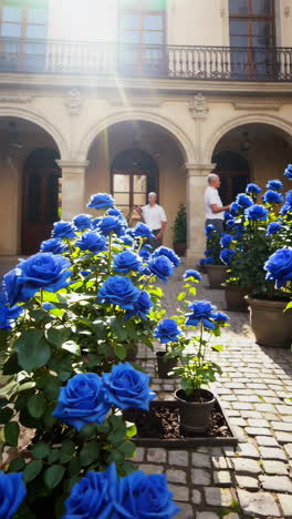 blue roses in a courtyard garden