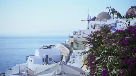 colorful plants with the beautiful white buildings of santorini in the background