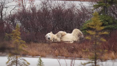 A-restless-napping-polar-bear-waits-for-the-winter-freeze-up-amongst-the-sub-arctic-brush-and-trees-of-Churchill,-Manitoba