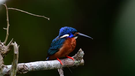 El-Martín-Pescador-De-Orejas-Azules-Es-Un-Pequeño-Martín-Pescador-Que-Se-Encuentra-En-Tailandia-Y-Es-Buscado-Por-Los-Fotógrafos-De-Aves-Debido-A-Sus-Hermosas-Orejas-Azules,-Ya-Que-También-Es-Un-Pájaro-Lindo-Para-Observar