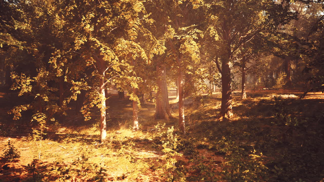 빛이 비치는 숲길