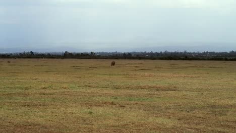 lone endangered black rhino in a grass field in a national park in kenya, africa