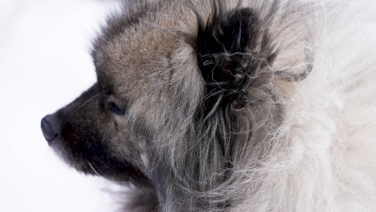 Close-up detalhado de um Keeshond (Wolfspitz) mostrando a orelha e a pelagem espessa enquanto uma brisa leve move suavemente o pelo. O rosto permanece suavemente fora de foco contra um plano de fundo de estúdio branco e clean.