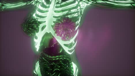 cuerpo humano con huesos esqueléticos visibles