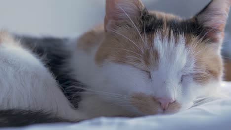 cat sleeps on a bed. close up