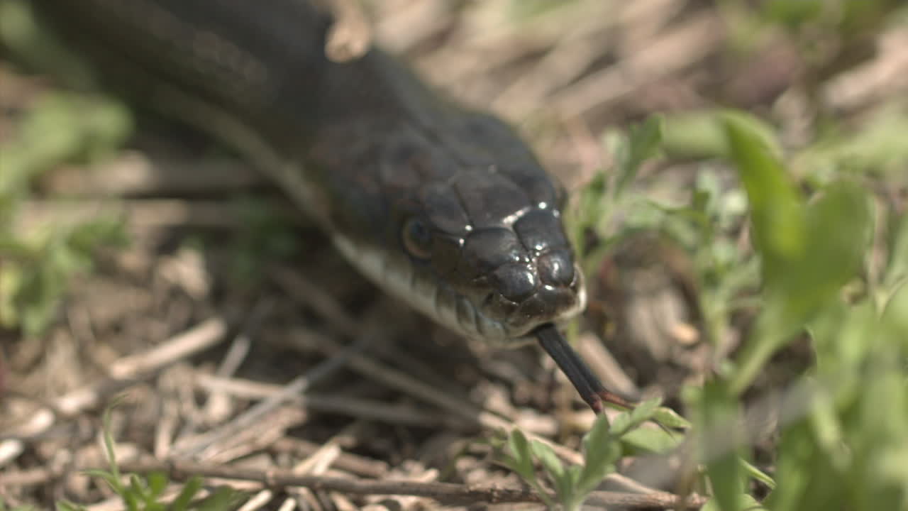черная крыса змея медленное движение язык нюхает траву