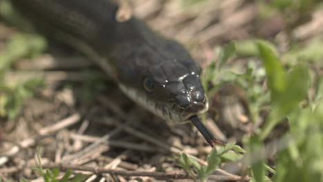 Black-rat-snake-slow-motion-tongue-smelling-grass