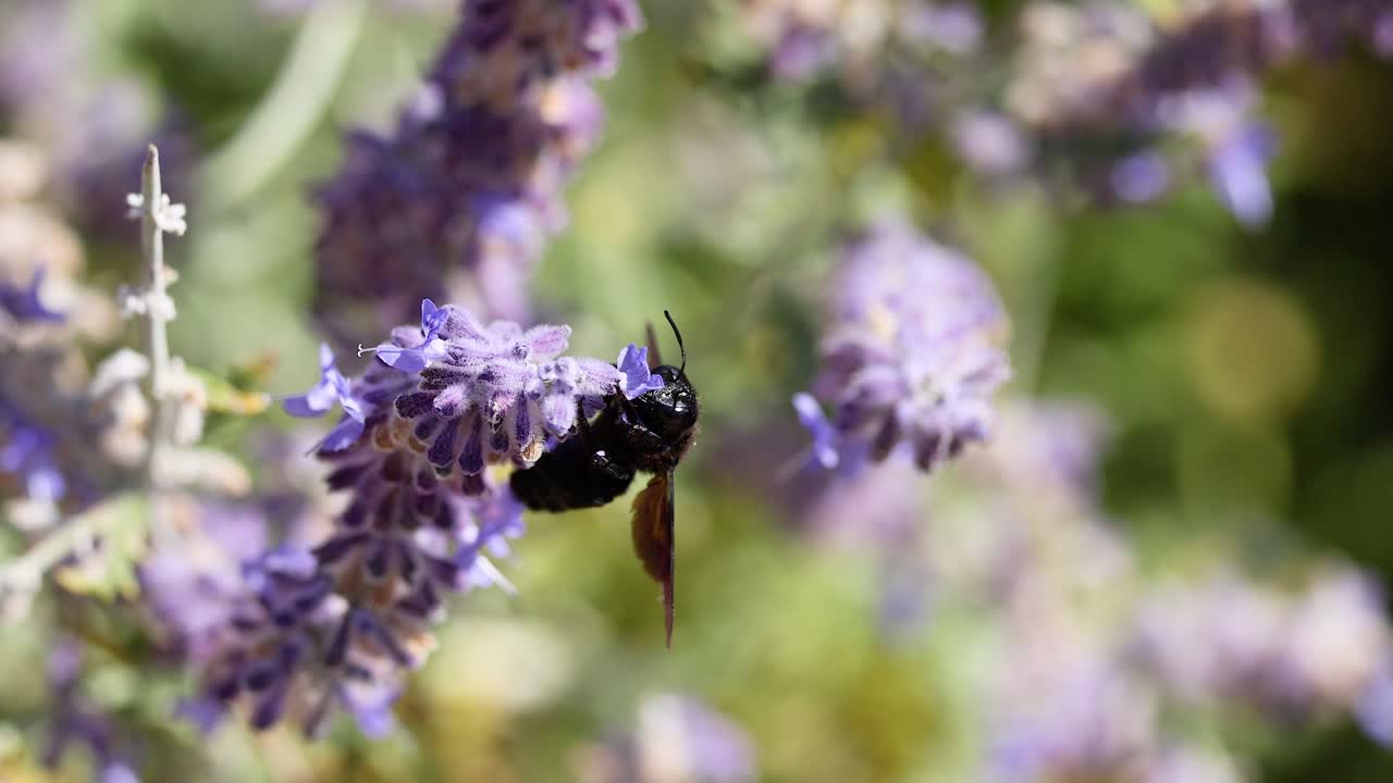 пчела собирает нектар из цветов лаванды