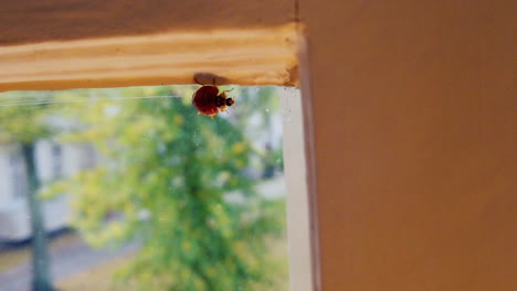 Marienkäfer,-Der-An-Einem-Fenster-Im-Inneren-Mit-Bäumen-Im-Hintergrund-Läuft---Aufgenommen-In-Zeitlupe