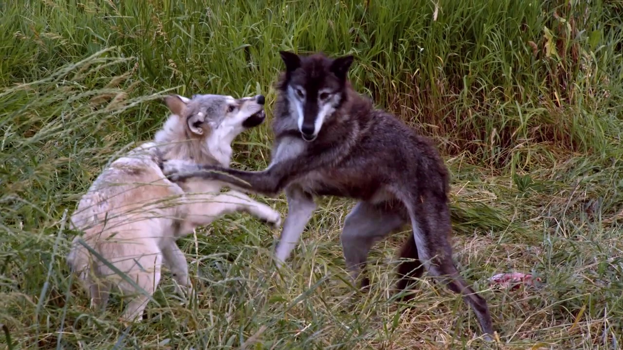 A grey wolf named Koa.