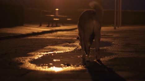 a thirsty dog runs to a puddle by night