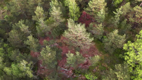 aerial circle view of lush and colorful nordic forest managed by agroforestry techniques