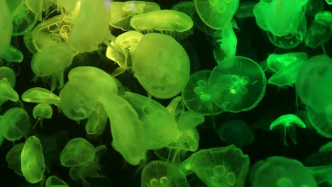 colorful jellyfish swimming in illuminated aquarium