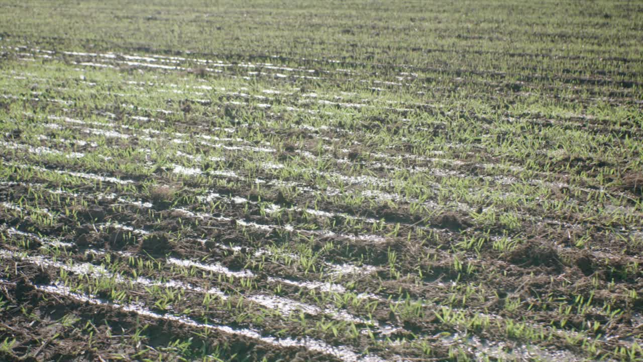 에서 자라는 젊은 곡물은 액체 비료로 비옥화되어 집중된 으로 분산됩니다.