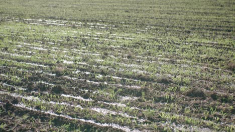 granos jóvenes que crecen en el campo fertilizados por estiércol líquido desfocado a tiro enfocado