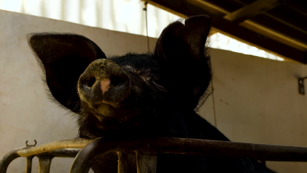 Curious black pig in sty standing up to look over rail in farmyard