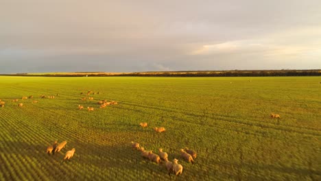 Drone-shot-over-sheep-in-a-pasture-paddock